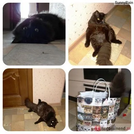 Persană pisica - „photo-poveste despre un personaj negru pisica persana și obiceiuri, îngrijire și