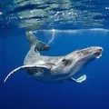 Înota într-un vis, cartea de vis să înoate, ceea ce un vis să înoate (înot vis vis vis interpretare piscina mare râu lac limpede de apă tulbure delfin murdară) Înota într-un vis, cartea de vis să înoate, ceea ce un vis să înoate