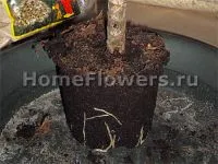De ce mor incepatori Dracaena - flori și plante de interior pe (putregaiul tijei) De ce mor incepatori Dracaena - flori și plante de interior pe