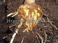 De ce mor incepatori Dracaena - flori și plante de interior pe (Dracaena fading) De ce mor incepatori Dracaena - flori și plante de interior pe