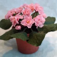 De ce innegresc frunze mici de plante Spathiphyllum