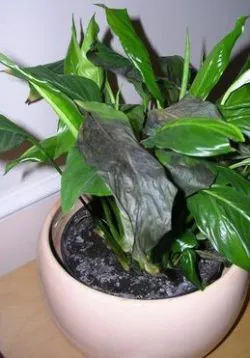 De ce frunze rândul său negru, la vârfurile și marginile Spathiphyllum, există pete, cauze flori blackening