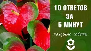 De ce sunt frunze negre sau galbene ale bolii anthurium si tratament