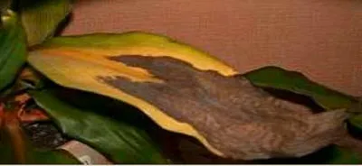 De ce frunze rândul său, negru la Spathiphyllum (fericire feminin) (sfaturi) De ce frunze rândul său, negru la Spathiphyllum (fericire de sex feminin)