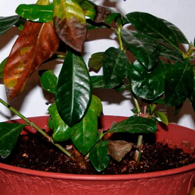 De ce frunze rândul său, negru la Spathiphyllum (fericire feminin) (Scheffler) De ce frunze rândul său, negru la Spathiphyllum (fericire de sex feminin)