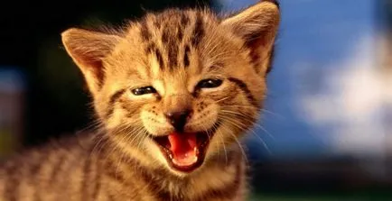 De ce pisicile miau Secretele pisica psihologie (pisica) De ce pisicile miau Secretele pisica psihologie