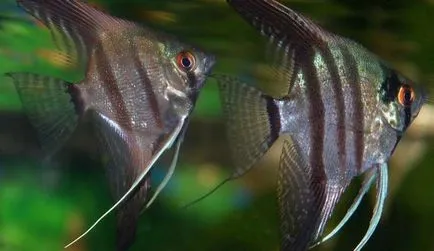 De ce scalari lupta si musca reciproc
