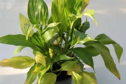 De ce frunze rândul său negru, la vârfurile și marginile Spathiphyllum, există pete, cauze flori blackening