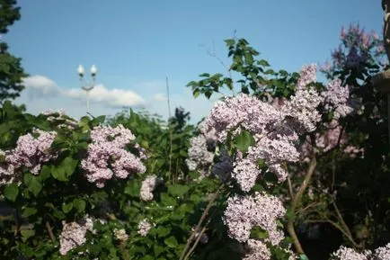 flori de liliac ce nu