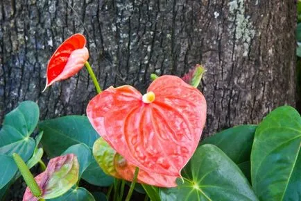 De ce sunt frunze negre sau galbene ale bolii anthurium si tratament