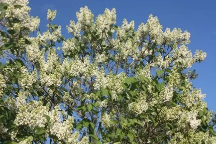 flori de liliac ce nu