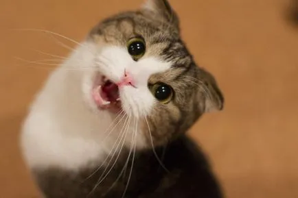 De ce pisicile miau pisica secrete ale psihologiei (natura pisica) De ce pisicile miau Secretele pisica psihologie