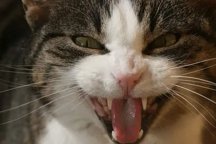 De ce pisicile miau secretele de psihologie pisica (de ce) De ce pisicile miau Secretele pisica psihologie