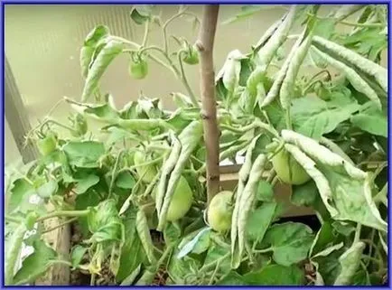 De ce răsuciți frunzele superioare de tomate (cauza roll frunze) De ce răsuciți frunzele superioare de tomate