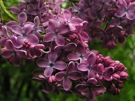 flori de liliac ce nu