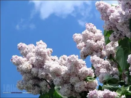 De ce nu înflorit liliac
