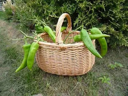 Basketry de salcie pentru incepatori maestru de clasă și tehnologie de țesut (începători) Basketry de salcie pentru incepatori maestru tehnologie de clasă și de țesut