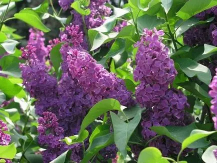 De ce nu înflorit liliac
