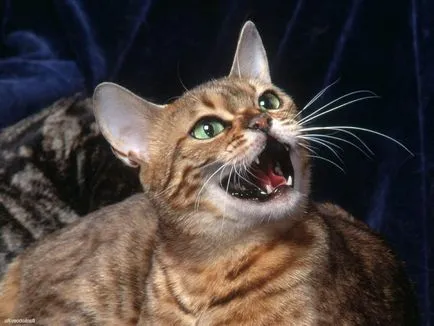 De ce pisicile miau secretele psihologiei pisica (comportament) De ce pisicile miau Secretele pisica psihologie