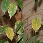 De ce aurul este negru