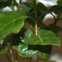 De ce frunze Anthurium rândul său, galben și uscat, sau marginea a ceea ce înseamnă să se ocupe de această problemă (uscată) De ce frunze anthurium rândul său, galben și uscat, sau marginea a ceea ce înseamnă să se ocupe de această problemă