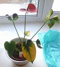 De ce frunze rândul său, anthurium galben