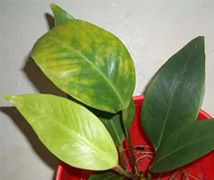 De ce frunze rândul său, anthurium galben