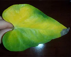 De ce frunze rândul său, anthurium galben