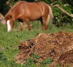 Fertilizarea de mere - îngrășăminte schema de aplicare, decât pentru a alimenta măr