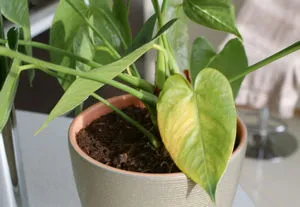 De ce frunze rândul său, galben anthurium floare