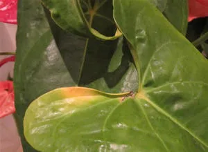 De ce frunze rândul său, galben anthurium floare