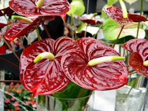 De ce frunze rândul său, galben anthurium floare