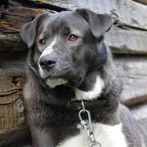 De ce urlând de câine - o problemă de interes pentru mulți oameni (de ce câini urlând prevestiri) De ce urlând de câine - o problemă de interes pentru mai multe persoane