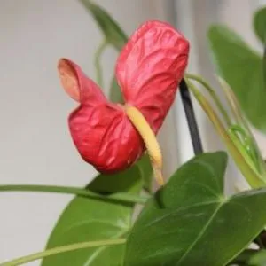 De ce frunze anthurium rândul său, galben și uscat, sau marginea a ceea ce înseamnă să se ocupe de această problemă (frunze) De ce frunze anthurium rândul său, galben și uscat, sau marginea a ceea ce înseamnă să se ocupe de această problemă
