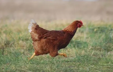 De ce pui cad pe picioare pentru a determina cauzele si tratamentul atent