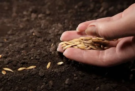 Pregătirea semințe de castravete pentru plantare regulile de bază (formare) Pregătirea semințe de castravete pentru plantare regulile de bază