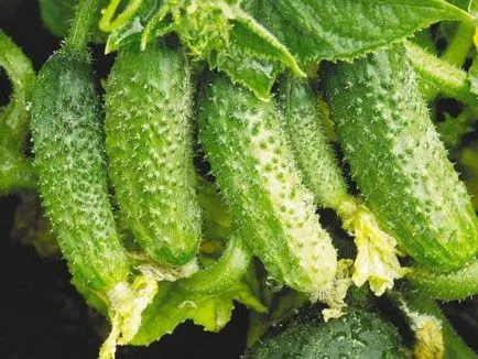 Pregătirea semințe de castravete pentru însămânțare