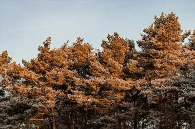 Как да боядисате сива коса у дома с народни средства, без боя