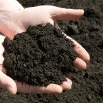 Plantarea și îngrijirea de mere, pere