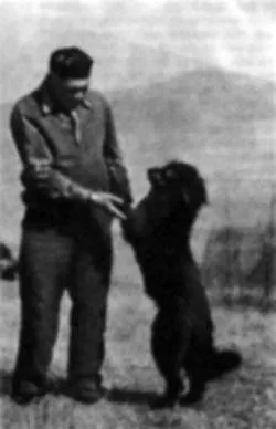câine rasa Pumi (PUMI)