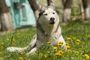 Dog rase ca lupi (UK a fost derivat) rase de câini, cum ar fi lupi