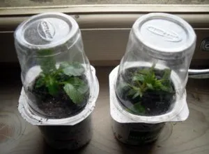 Plantare și îngrijire pentru viola, cum să crească - pansea