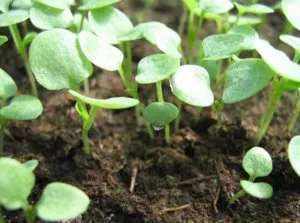 Plantare și îngrijire pentru viola, cum să crească - pansea