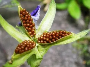 Plantare și îngrijire pentru viola, cum să crească - pansea