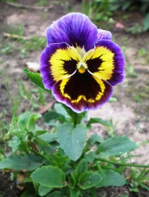 Plantare și îngrijire pentru viola, cum să crească - pansea