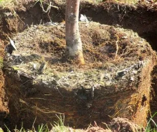 Plantarea de copaci în primăvară - cum să planteze pomi fructiferi (meri, peri, cireșe), atunci este mai bine (copaci) Plantarea de copaci în primăvară - cum să planteze pomi fructiferi (meri, peri, cireșe), atunci când acesta este cel mai bun