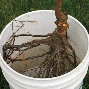 Plantarea de copaci în primăvară - cum să planteze pomi fructiferi (meri, peri, cireșe), atunci este mai bine (copaci) Plantarea de copaci în primăvară - cum să planteze pomi fructiferi (meri, peri, cireșe), atunci când acesta este cel mai bun