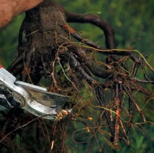 Plantarea de copaci în primăvară - cum să planteze pomi fructiferi (meri, peri, cireșe), atunci este mai bine (ca planta un copac) Plantarea de copaci în primăvară - cum să planteze pomi fructiferi (meri, peri, cireșe), atunci când acesta este cel mai bun
