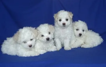 bolognese câine rasa fotografie și descriere