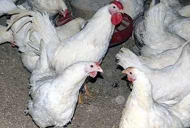 Rasa pui pentru carne și ouă de direcție